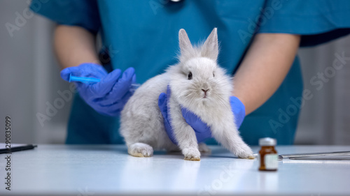 Nurse giving injection to helpless rabbit, vaccine research, animal test closeup