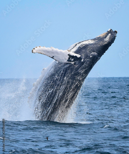 Breaching humpback whale (Megaptera novaeangliae). Copy space.