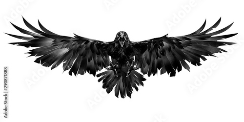 drawn flying raven on a white background