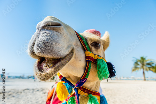 the smiling white camel 