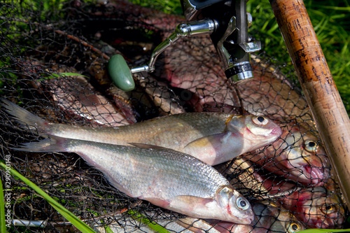 Two freshwater white bream or silver bream on keepnet with bronze breams or carp breams on green grass and fishing rod with reel on natural background..