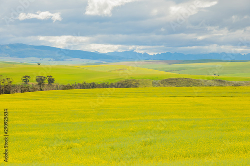 Flowering Commercial Canola Seed Crop Field in Rural Caledon, South Africa