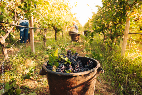 PUGLIA / ITALY - SEPTEMBER 2019: Seasonal harvesting of Primitivo grapes in the vineyard