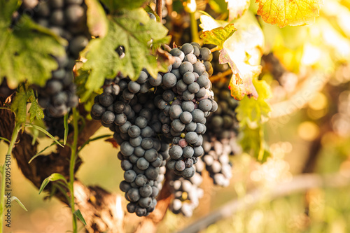 PUGLIA / ITALY - SEPTEMBER 2019: Seasonal harvesting of Primitivo grapes in the vineyard
