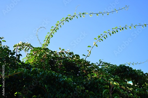 Prolific vine of the green baby kiwi fruit actinidia arguta