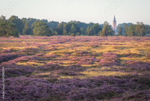 Churchtower of a small village seen from a moor full off blooming heather. Ballo, Netherlands.