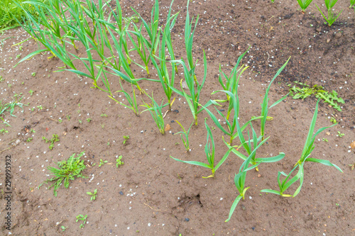 Green onions grow in the garden beds in early spring