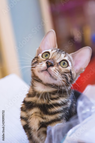 Photo of a purebred tabby and spotted bengal cat lying and looking forward in an apartment