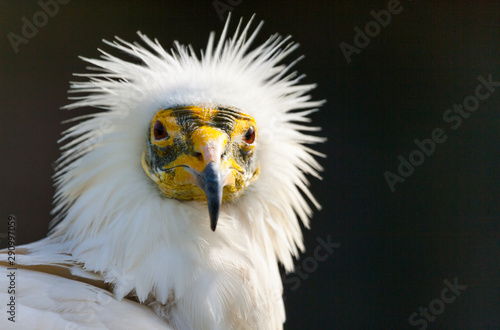 Egyptian vulture (Neophron percnopterus), also called the white scavenger vulture or pharaoh's chicken