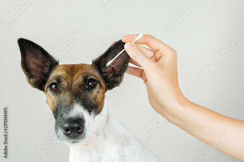 Cleaning a dog’s ear with a cotton ear stick. The concept of caring for dog's health and .ear hygiene, dog ear infections and discharge