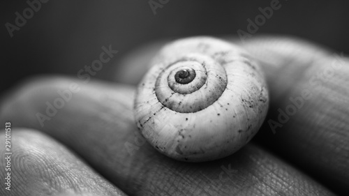 snail shell in human fingers, macro photo, black and white