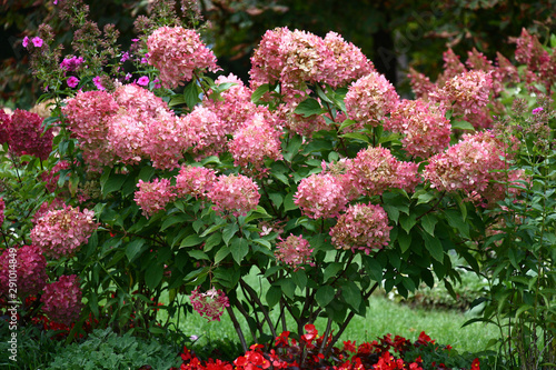 Bush of a hydrangea paniculata during flowering are a garden ornament.