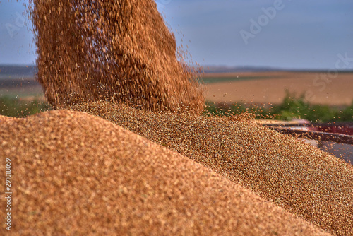 Close up view of combine harvester pouring a tractor-trailer with sorghum during harvesting. Harvest season sorghum in summer.