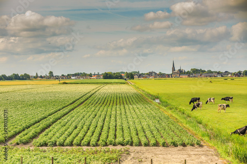 Dutch polder landscape with in the foreground dairy cows and potato fields in the background the skyline of the village Langeraar and the Roman Catholic Saint Adrianus Church