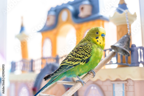 Funny budgerigar. Cute green budgie parrot sits on wooden stairs near toy castle and plays with bell.