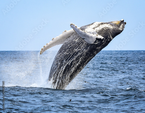 A humpback whale breaches with a twist as he begins his fall back to the ocean. 