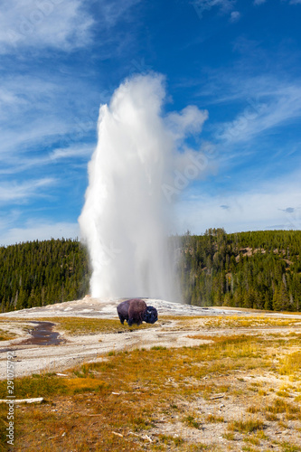 Young Bison Grazes as Old Faithful Geyser Erupts at Yellowstone National Park