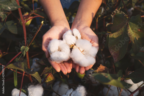 In the hands of the cotton grower harvested cotton