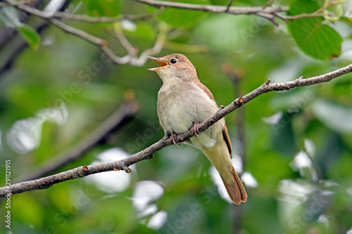 Nachtigall (Luscinia megarhynchos) - nightingale