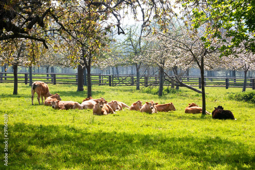 Herd of cows in a flowering apple orchard in spring