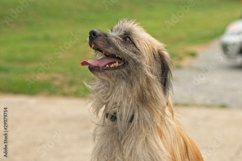 a long-haired pyrenean shepherd dog