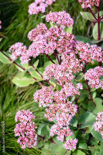 Flowers of the sedum or Orpine, Livelong (hylotelephium Matrona). Summer Flower Heads of the Perennial Succulent - hylotelephium Matrona