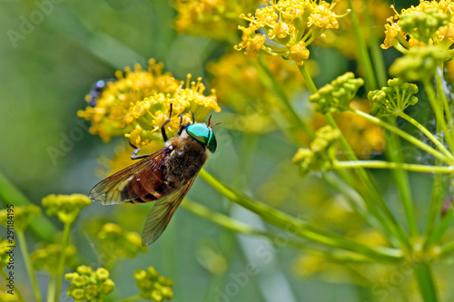 Schwebfliege (Syrphidae) auf einer gelben Blüte, Griechenland - Hoverfly in Greece