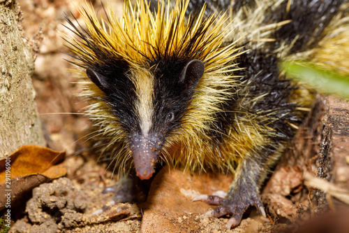 Endemic animal tailless tenrec, Tenrec ecaudatus, also known as the common tenrec. Close up photo. Madagascar wildlife