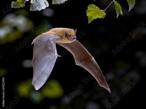 Flying Pipistrelle bat iin natural forest background