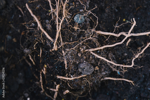 soil and weeds root close-up shot at shallow depth of field
