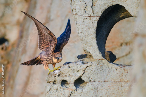 Falco della regina