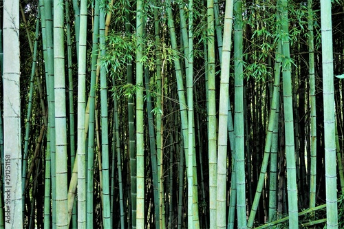 気分を爽快にし、心を洗い、落ち着かせて鎮めてくれる竹の密集した神聖な雰囲気の漂う場所
