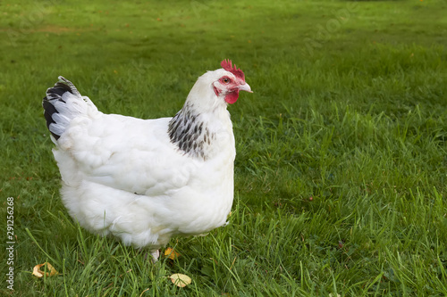 White Sussex chicken in the grass