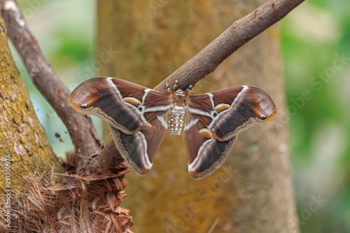 Eri silkmoth (Samia ricini), with open wings, on a brown stem, with vegetation background