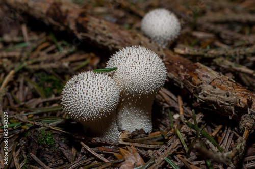 Lycoperdon perlatum, popularly known as the common puffball, warted puffball, gem-studded puffball, or the devil's snuff-box, is a species of puffball fungus in the family Agaricaceae.