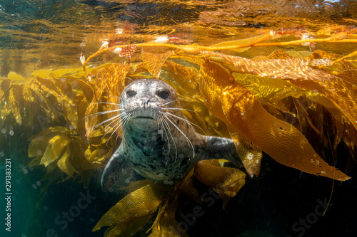 Cute harbor seal playing in the kelp