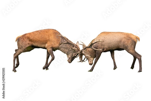 Red deer, cervus elaphus, fight during the rut isolated on white background. Rivalry between wild stags in matting season.