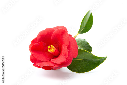 Camelia