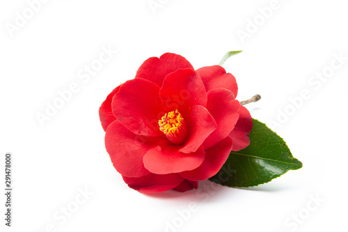 Camelia