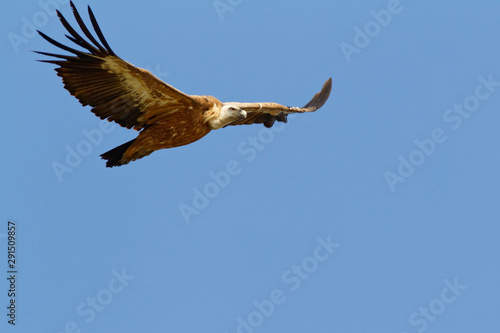 The griffon vulture on Cres island