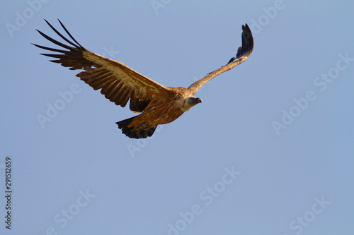 The griffon vulture on Cres island