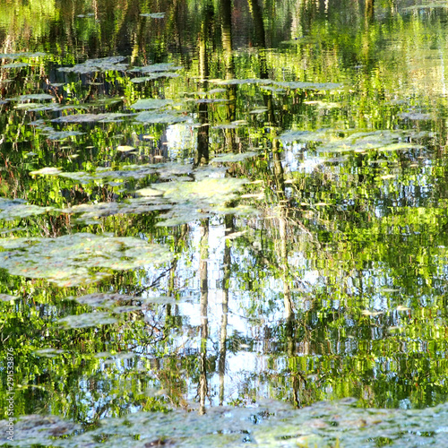 Reflets d'arbres dans l'eau d'un étang