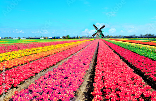 Dutch windmill and colorful tulips flowers in Holland, Netherlands