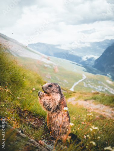 marmot closeup with the alpine road to Grossglockner in the background