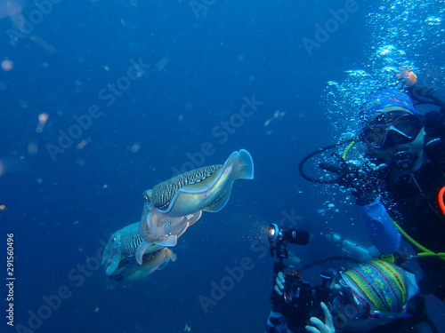 Squids fish in the sea and unidentifiable diver