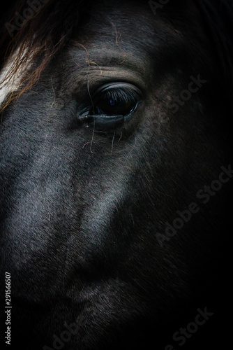 Cara de un caballo negro