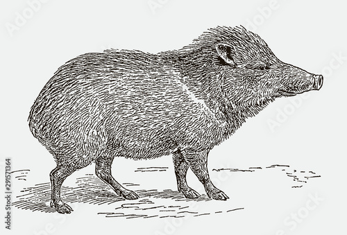 Collared peccary, pecari tajacu in side view. Illustration after an engraving from the 19th century