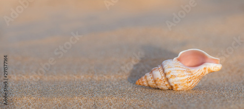 Panoramic view, shell on sand.