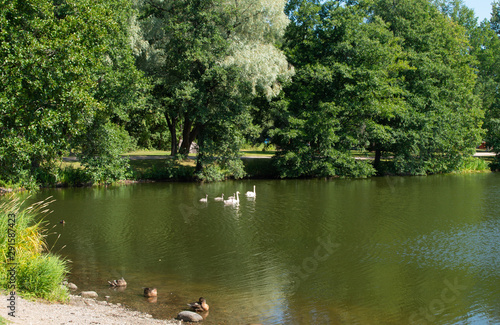 pond in park, swan family