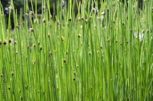 Closeup Schoenoplectus tabernaemontani commonly known as Scirpus validus with blurred background in damp area